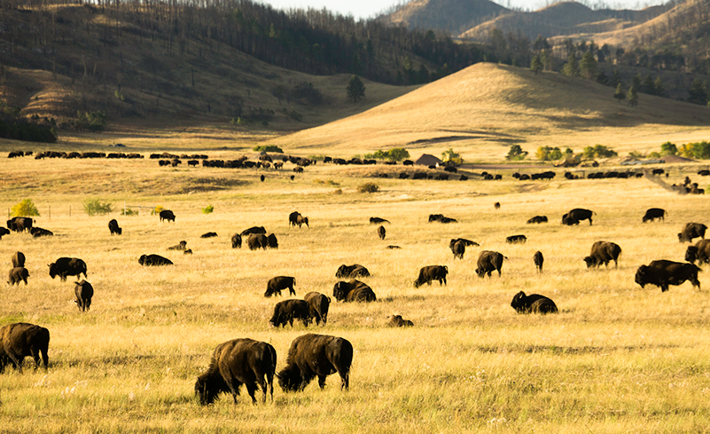 Buffalo Roundup field of bison at Custer State Park 18 miles from Holy Smoke Resort in the Black Hills of South Dakota
